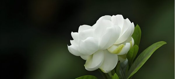 栀子花花语及寓意是什么