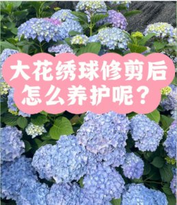 《绣球花何时修剪及修剪方法》 绣球花怎么修剪？几月份修剪？