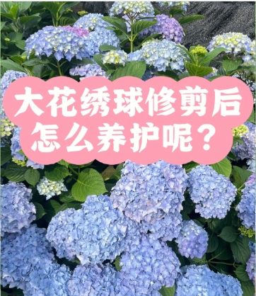 绣球花怎么修剪