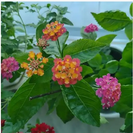 五色梅的养殖方法跟注意事项是什么