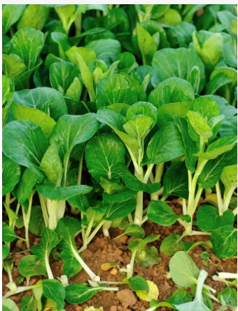 鸡毛菜俗称是什么菜