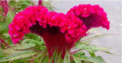 鸡冠花的开花时间及季节是何时？ 鸡冠花什么时候开花？什么季节？