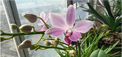 《蝴蝶兰的开花时间及花期时长》 蝴蝶兰什么时候开花？花期多长？