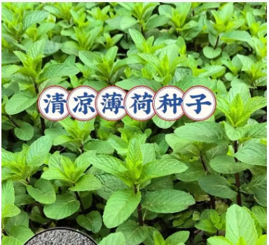 薄荷能驱蚊吗