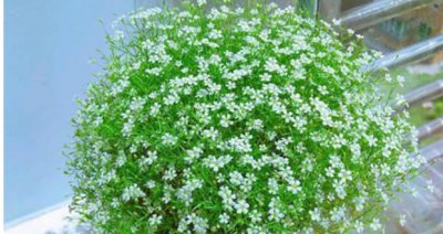 满天星寓意和花语是什么？ 《满天星的寓意及花语是什么？》
