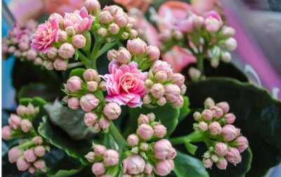 长寿花怎么养才能开花不断？ 《长寿花怎样养可开花不断？》