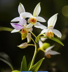 铁皮石斛怎么种植家庭养护？ 《家庭如何种植养护铁皮石斛？》
