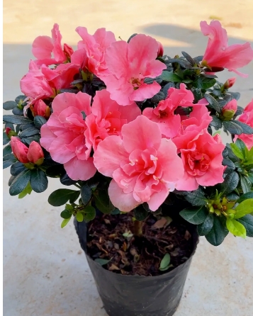 杜鹃花喜阴还是喜阳