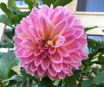 大丽花是多年生还是一年生的植物？