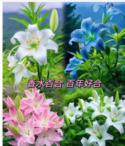 百合花代表什么意思？ 《百合花的寓意是什么？》