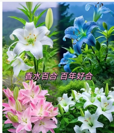 百合花代表什么意思