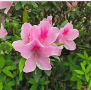 《杜鹃花花语及寓意解读》 杜鹃花花语和寓意是什么？