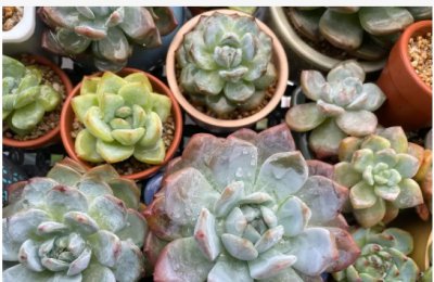 多肉能淋雨吗？掉叶怎么补救？ 《多肉可否淋雨？掉叶如何补救？》