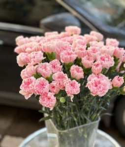 康乃馨几月份开花？能留种吗？ 《康乃馨何时开花？可否留种？》