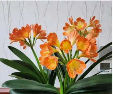 君子兰几年才能开花？催花最快的方法是什么？