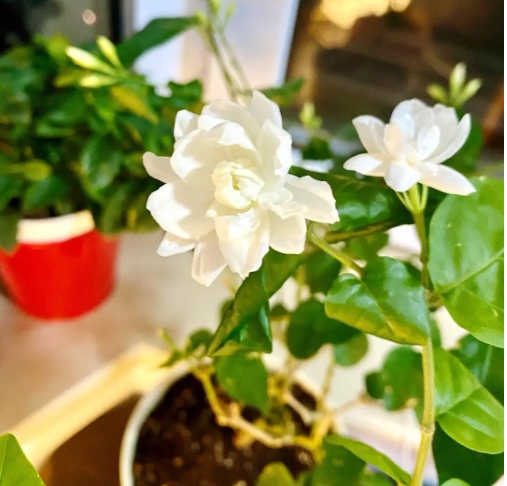 茉莉花什么时候修剪好