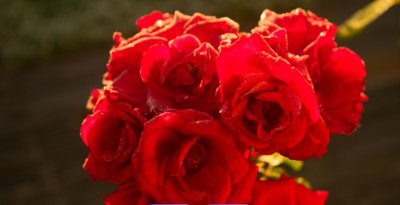 《玫瑰的花期及养护要点》 玫瑰什么季节开花？如何养护？
