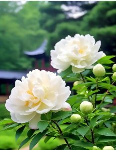 牡丹花移栽最佳时间是几月？