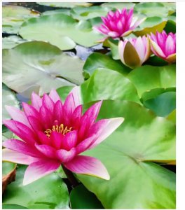 睡莲为何只长叶不开花？ 睡莲为什么不开花光长叶？