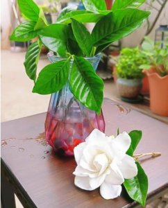水培栀子花的养殖方法和注意事项是什么？