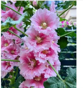 蜀葵花期有多长？ 蜀葵的花期是多久？