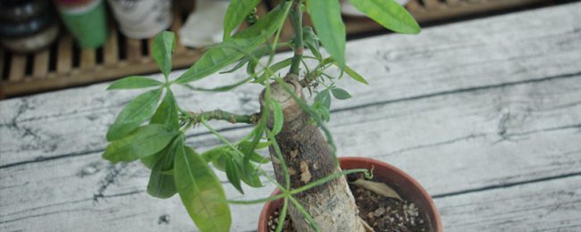 发财树能水培养吗