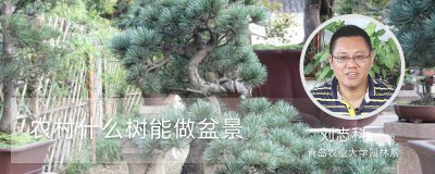 农村哪些树可做盆景 五大乡土树种盆景制作指南
