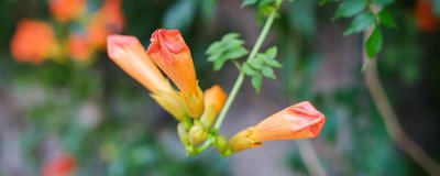 凌霄花黄叶原因分析 凌霄花黄叶救治技巧