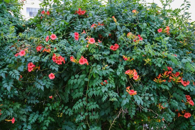 凌霄花叶子发黄是什么原因
