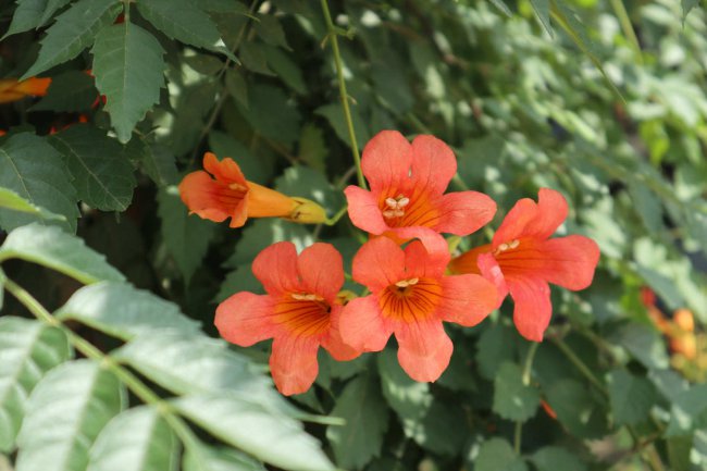 凌霄花叶子发黄是什么原因