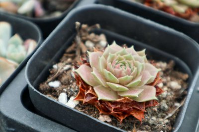 多肉干叶子怎么办 多肉植物干叶养护指南