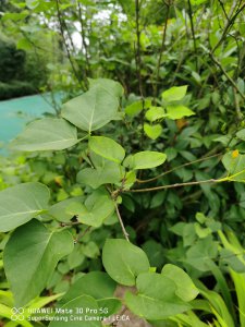 丁香叶片干枯怎么办 丁香养护问题解决方案