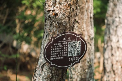 黑松盆景怎么养 黑松盆景养护技巧