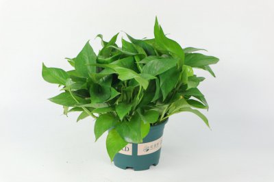 板栗盆栽水培技巧 板栗种植养护全攻略