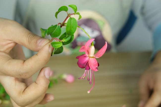 倒挂金钟干叶子是怎么回事
