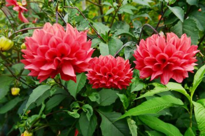 大丽花叶子干枯怎么办 大丽花养护难题解析