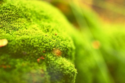 苔藓盆景养护技巧 苔藓盆景浇水秘诀