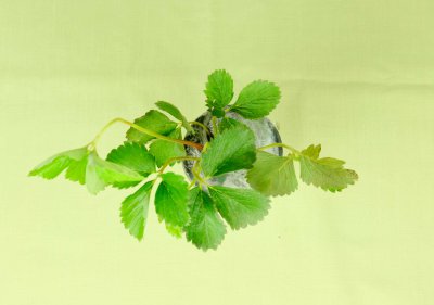 草莓干叶怎么回事 草莓叶片干枯养护指南