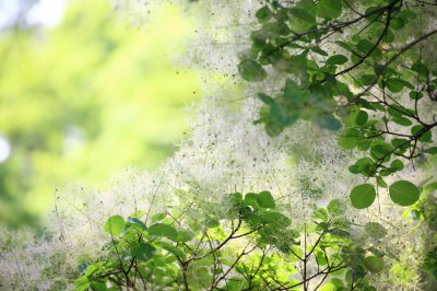 黄栌盆景养护方法 黄栌栽培管理技巧
