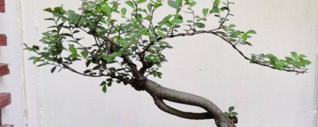榆树盆景怎么过冬