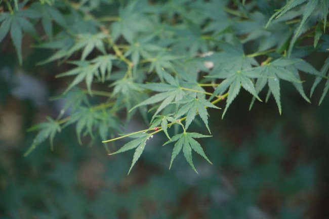 红枫盆景怎么摘叶