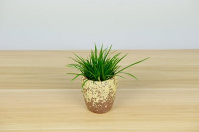 菖蒲盆景冬季养护 菖蒲过冬技巧全解析