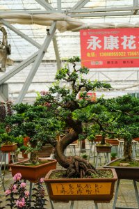 树桩盆景土壤选择 树桩盆景配土技巧