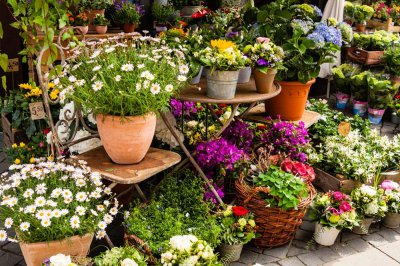 芥蓝阳台种植难吗 芥蓝栽培技巧图解