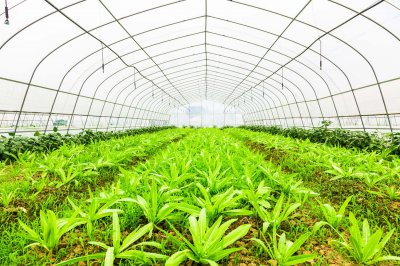 阳台油麦菜种植技巧 油麦菜家庭栽培攻略