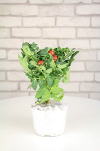 阳台种圣女果难吗 圣女果种植技巧全解析