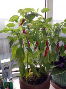 阳台辣椒不结果原因 辣椒种植五大养护技巧
