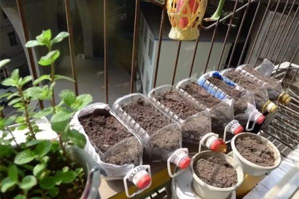 现在种上这8种菜