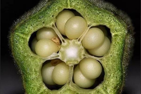 种得一盆好菜