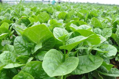 阳台种菜总失败？潺菜种植技巧视频教学